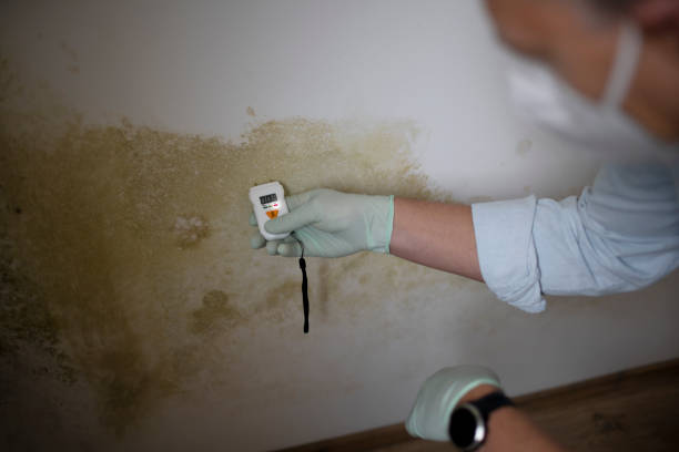 Best Mold Removal and Inspection  in USA